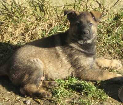chiot berger allemand gris