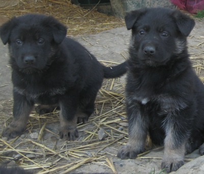 chiots berger allemand noir